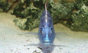 Haplochromis Fuscotaeniatus
