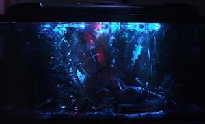 Tolan - Nocne oświetlenie akwarium (112 Litrów) - 2