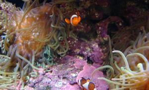 Amfiprion okoniowy - Nemo