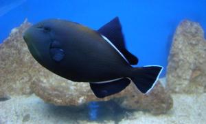 Czarna ryba morska