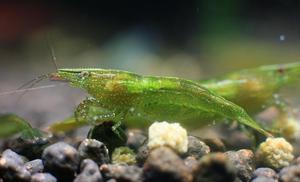Green Neon Shrimp