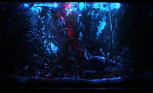 Tolan - Nocne oświetlenie akwarium (112 Litrów)