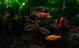Różne gatunki brzanek w akwarium