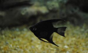 black angel fish