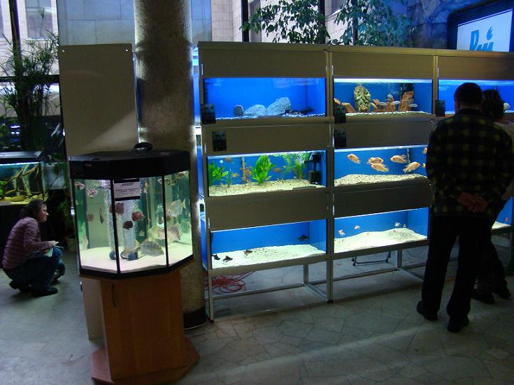 Wystawa ryb akwariowych