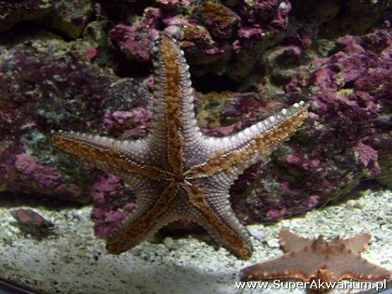 Rozgwiazdy w akwarium morskim